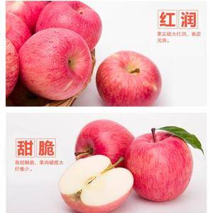 陕西乾县乃西北最大的苹果产植基地，以产红富士苹果为主，纯...