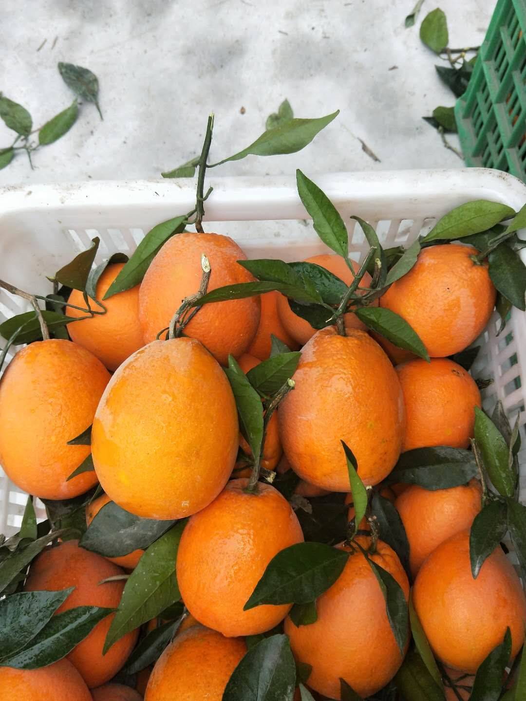 伦晚橙子，是橙中之王，果大，口感甜，λ口化渣，产地直销，...