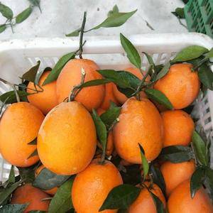 伦晚橙子，是橙中之王，果大，口感甜，λ口化渣，产地直销，...