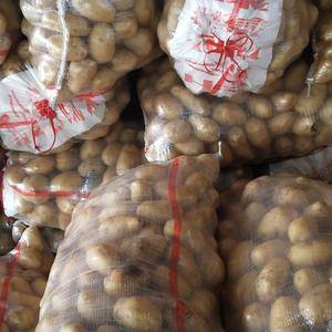 大量供应蛇皮袋货小土豆1-3和2-4加工厂市场需要客商前...