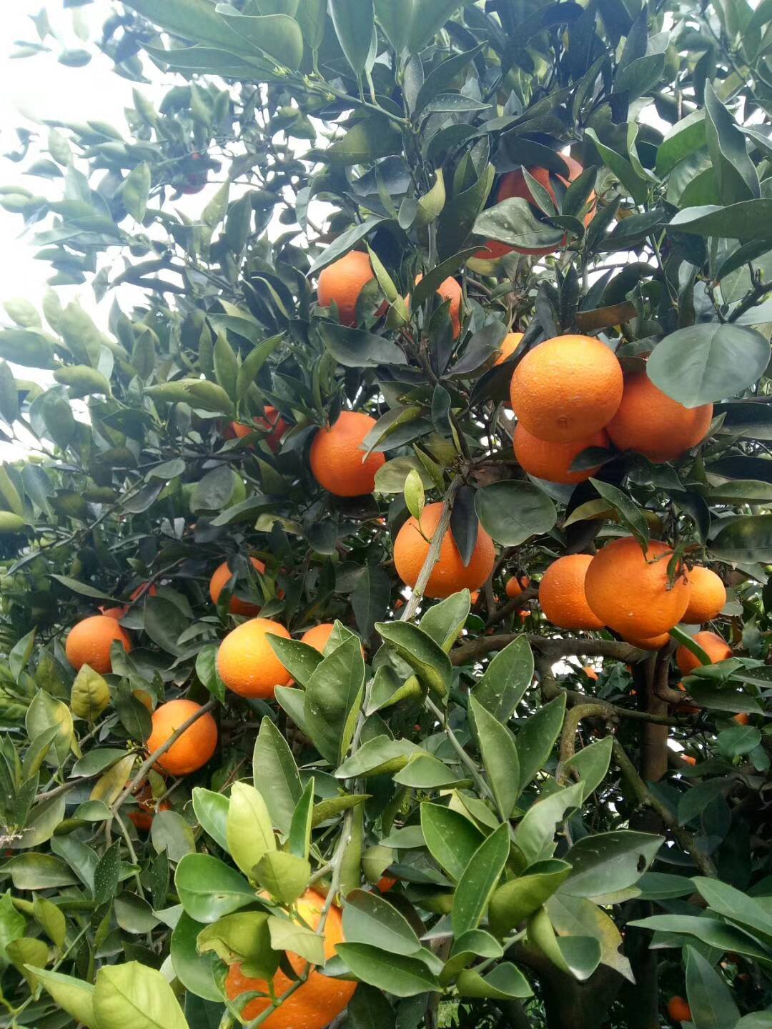 秭归脐橙基地拥有万亩果园，长期供应脐橙，，现在大量批发伦...