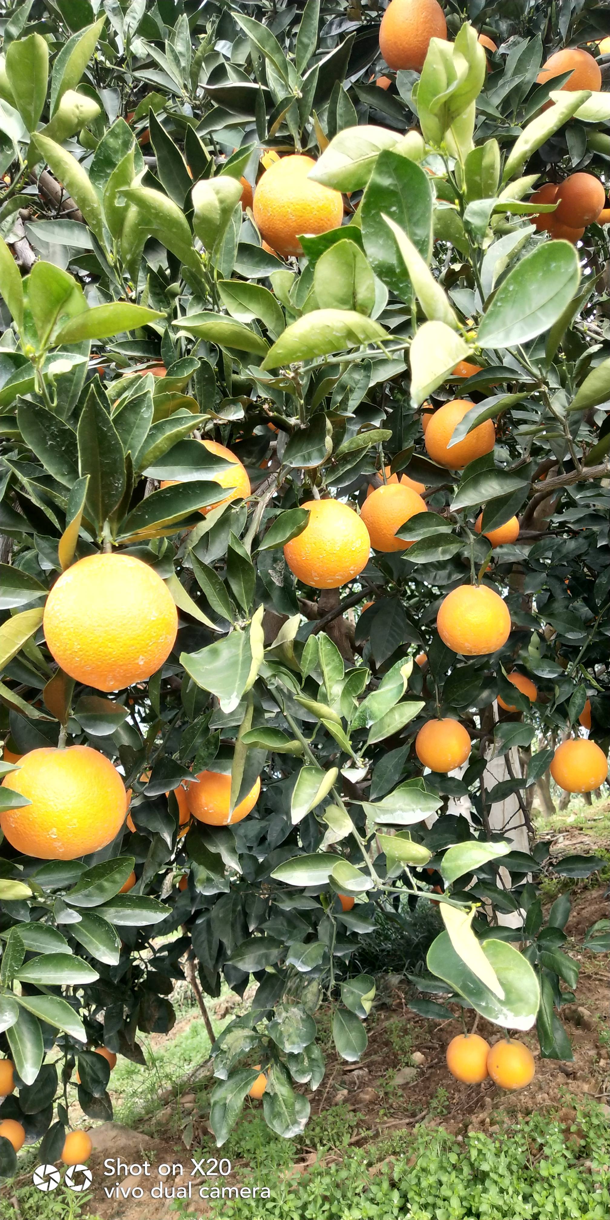 湖北宜昌秭归脐橙，全国有名