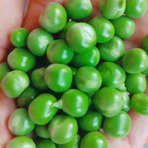 高原纯绿色有机豌豆
