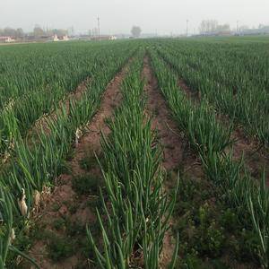 多辛庄大葱种植与批发基地，依据科学、规范的种植技术，着力...