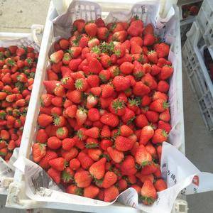 甜查理草莓大量上市，价格美丽，电话：1595214375...