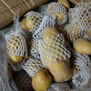 库存荷兰十五土豆，0.88元一斤，有需要的联系我，联系方...