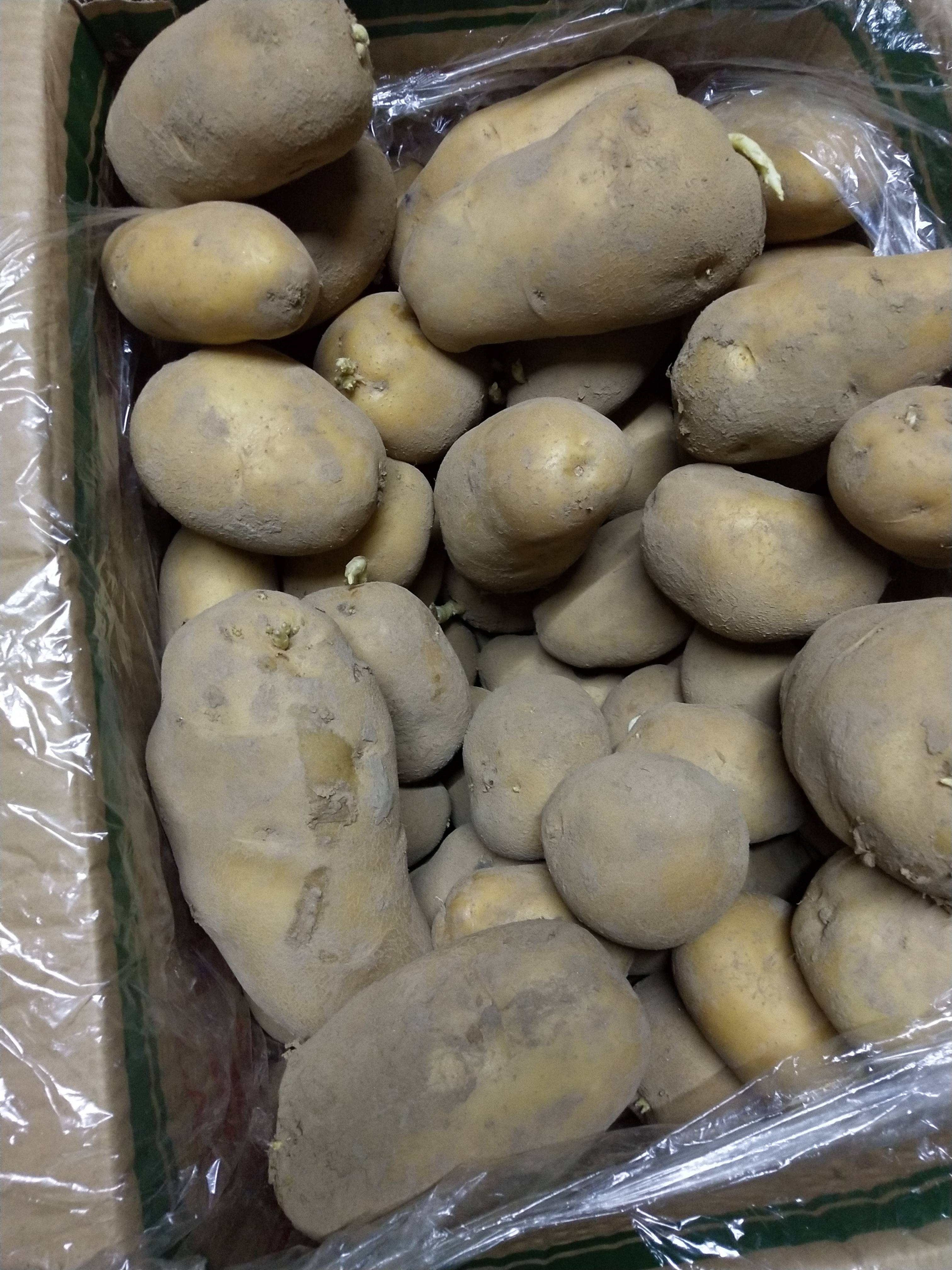 库存荷兰十五土豆有需要的联系我，0.2元一斤，联系方式，...