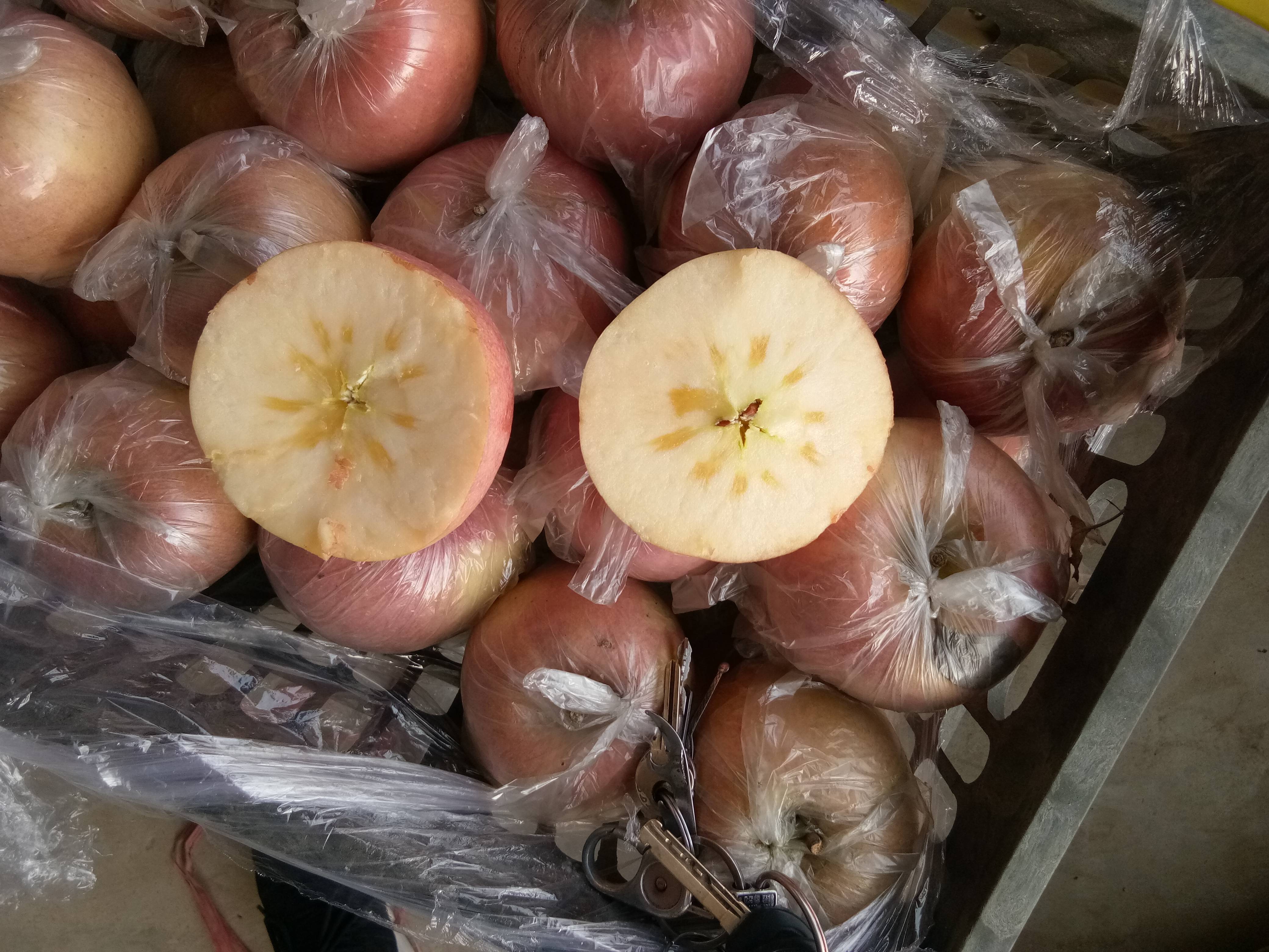 陕西红富士苹果和酥梨大量供应