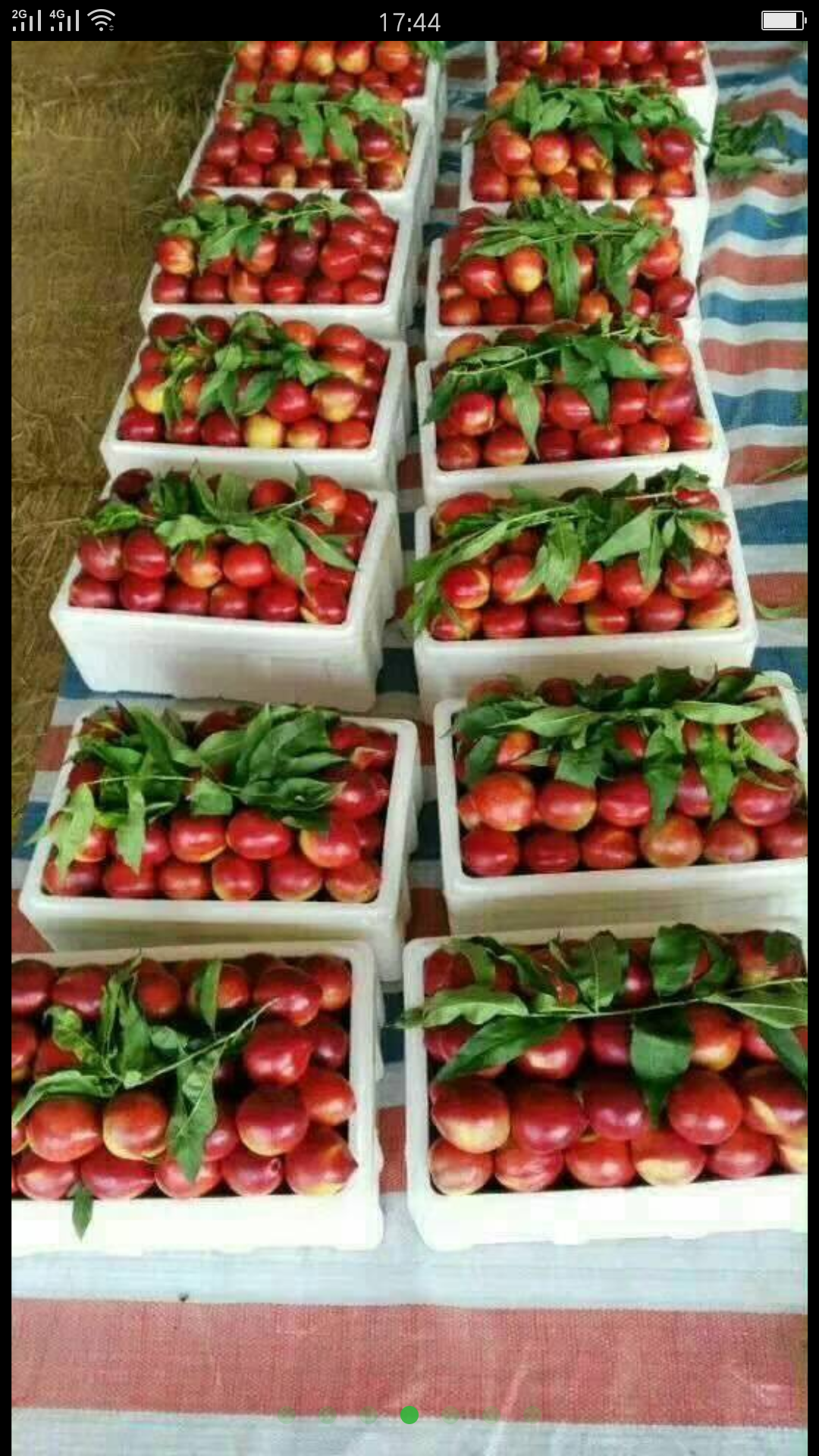 红霞油桃产业园，占地5000亩，现已大量上市，品种全，价...