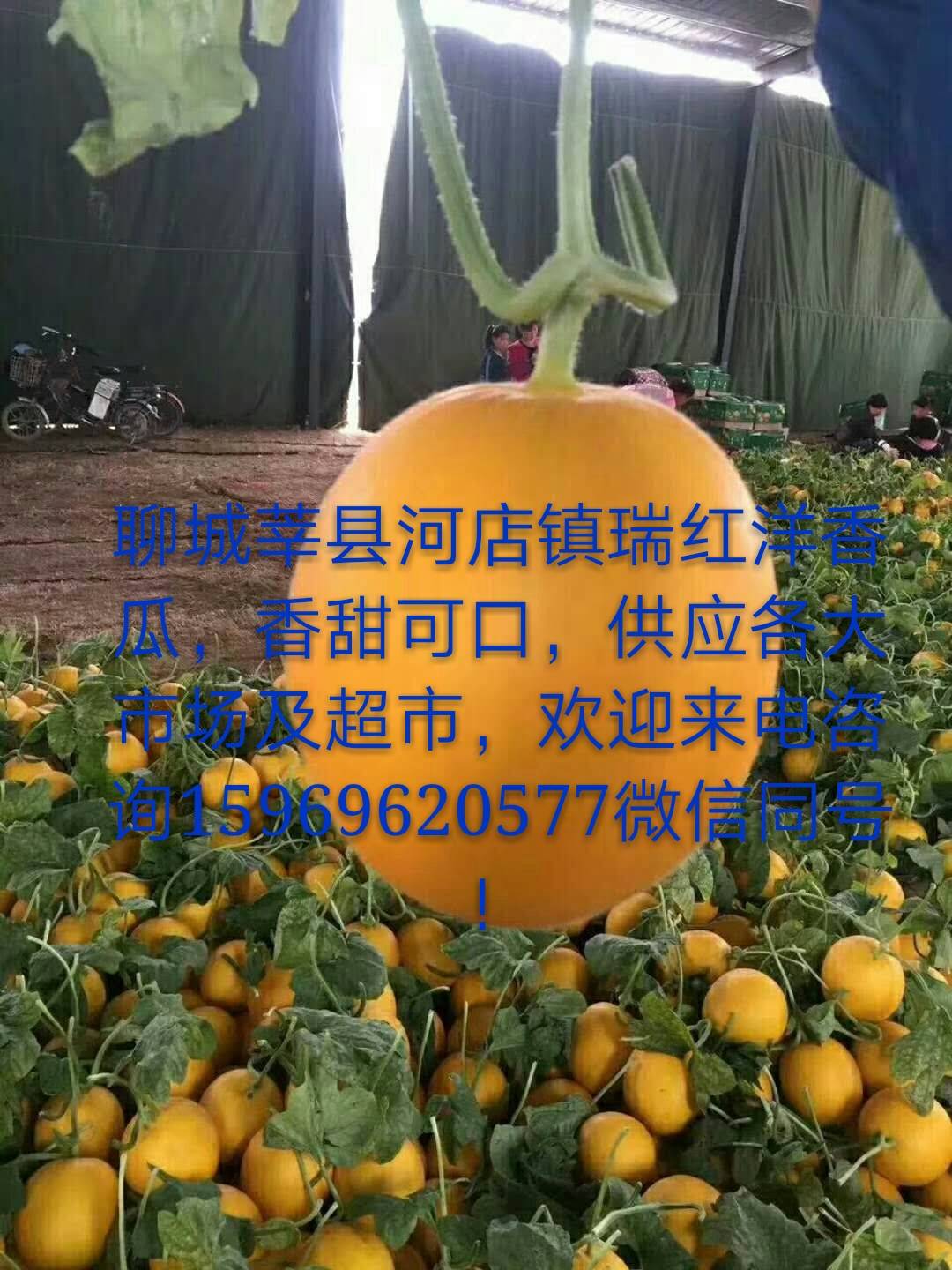 山东莘县洋香瓜上市了，香而甜，金黄色，市场及超市专供！