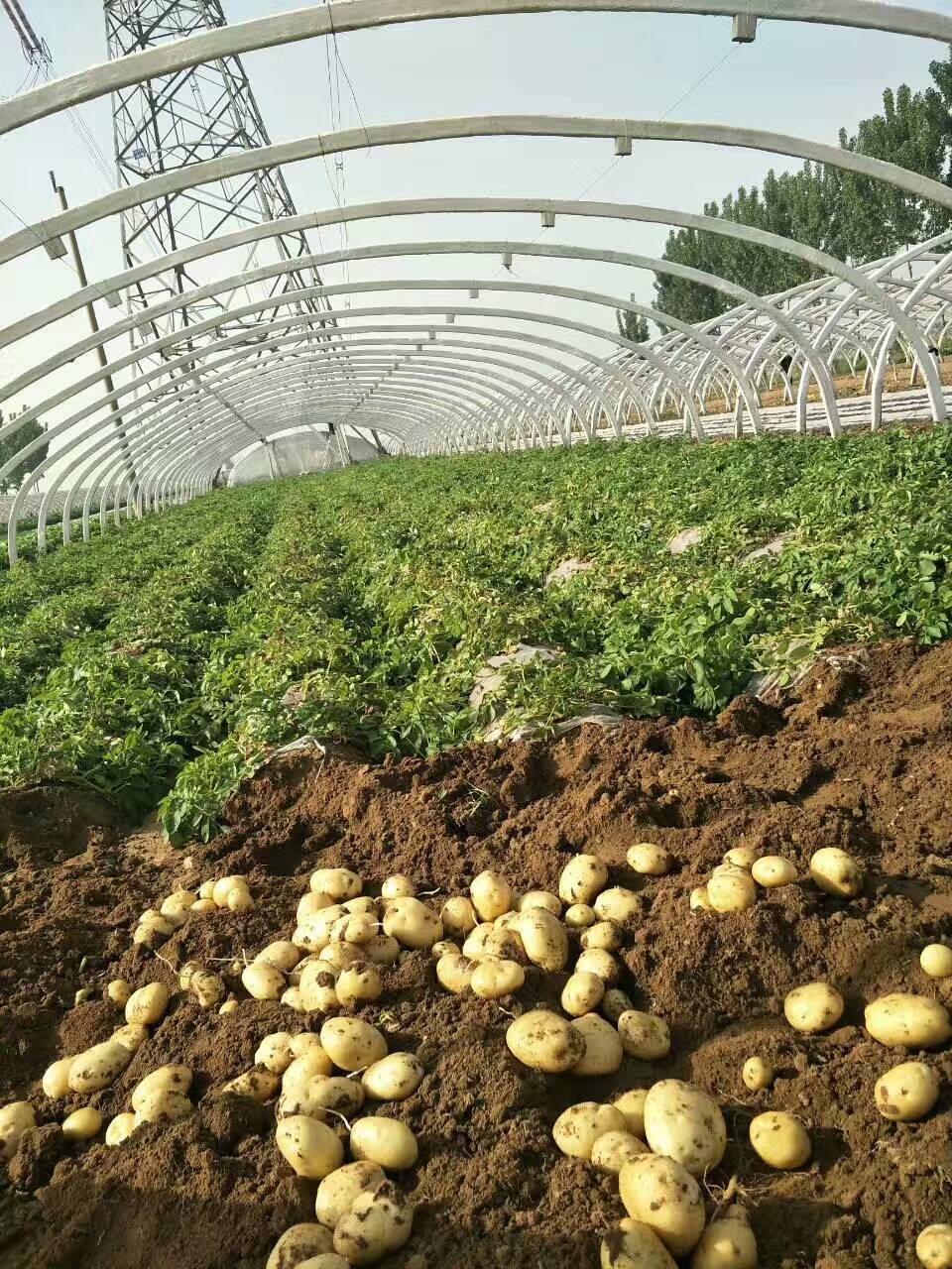 本地土豆品种主要有荷兰十五、早大白、中暑5等。大棚土豆现在已上市，品质好，个头大，价格合理，交通便利。后期中小棚与露天土豆接连上市，供应时间持续到7月初。欢迎广