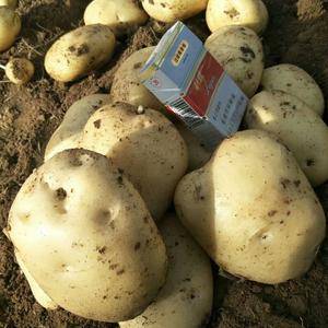 本地土豆品种主要有荷兰十五、早大白、中暑5等。大棚土豆现...