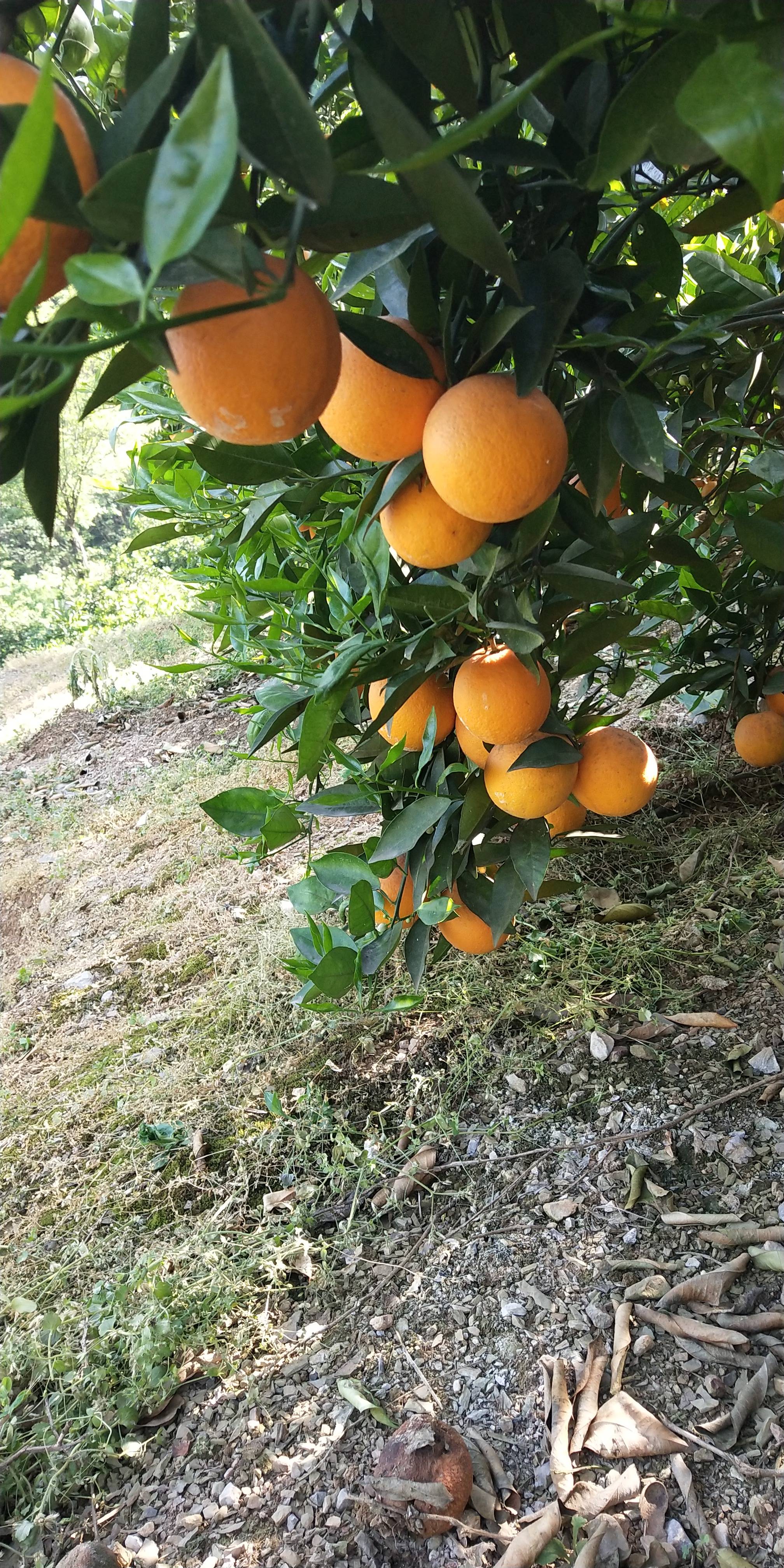 夏橙大量上市。果大、皮薄、肉厚、水份充足、果面干净、色度...