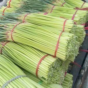 开封市通许县的蒜苔大量上市了，欢迎下单对订购。