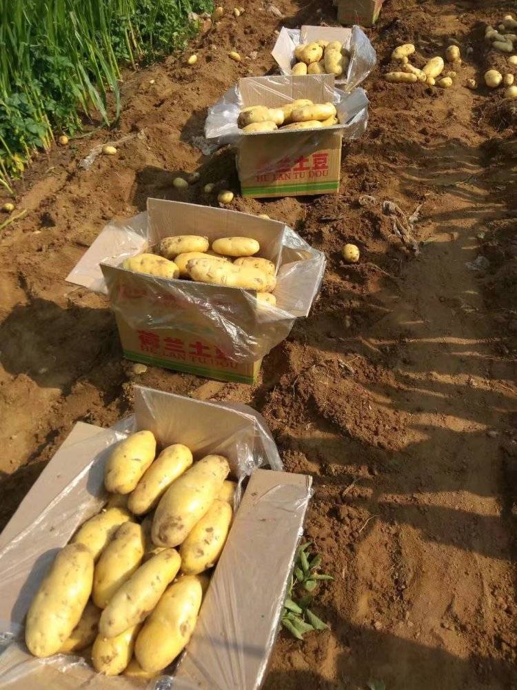 山东济南土豆，肥城地区春季新土豆大量供应中，我处常...