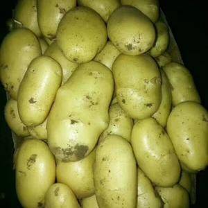 专业代办。常年代购代销荷兰十五土豆，质量有保证，本地土豆...