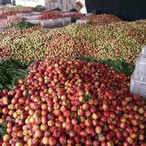 这里是山东省最大的油桃批发市场，品种齐全，质优价廉。有中...
