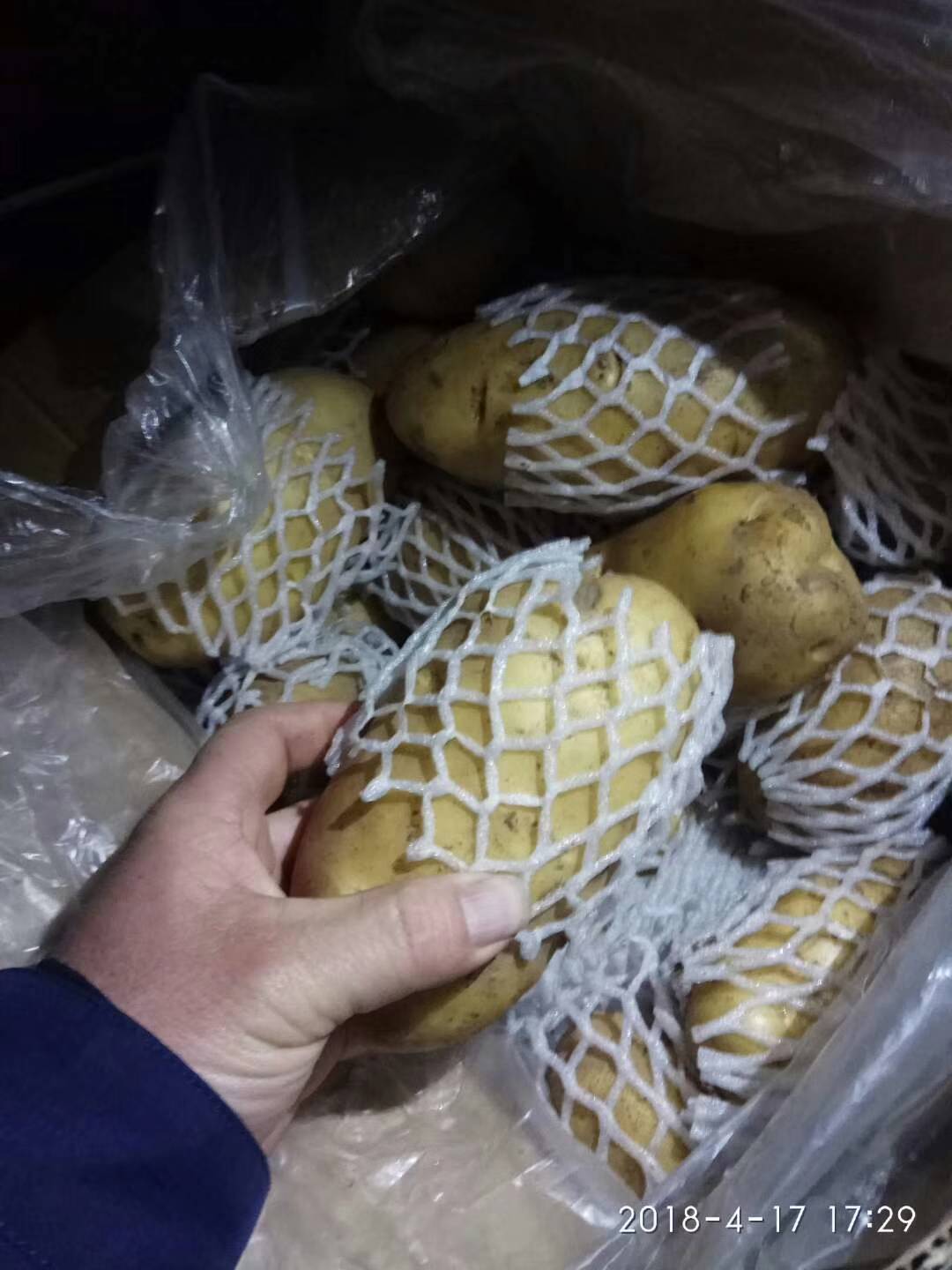 山东潍坊冷库荷兰十五土豆大量供应，规格四两通天