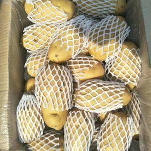 山东潍坊冷库荷兰十五土豆大量供应，规格四两通天