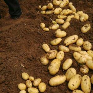 现在滕州三膜拱棚土豆大量上市，质量好，价格低，有需要的老...
