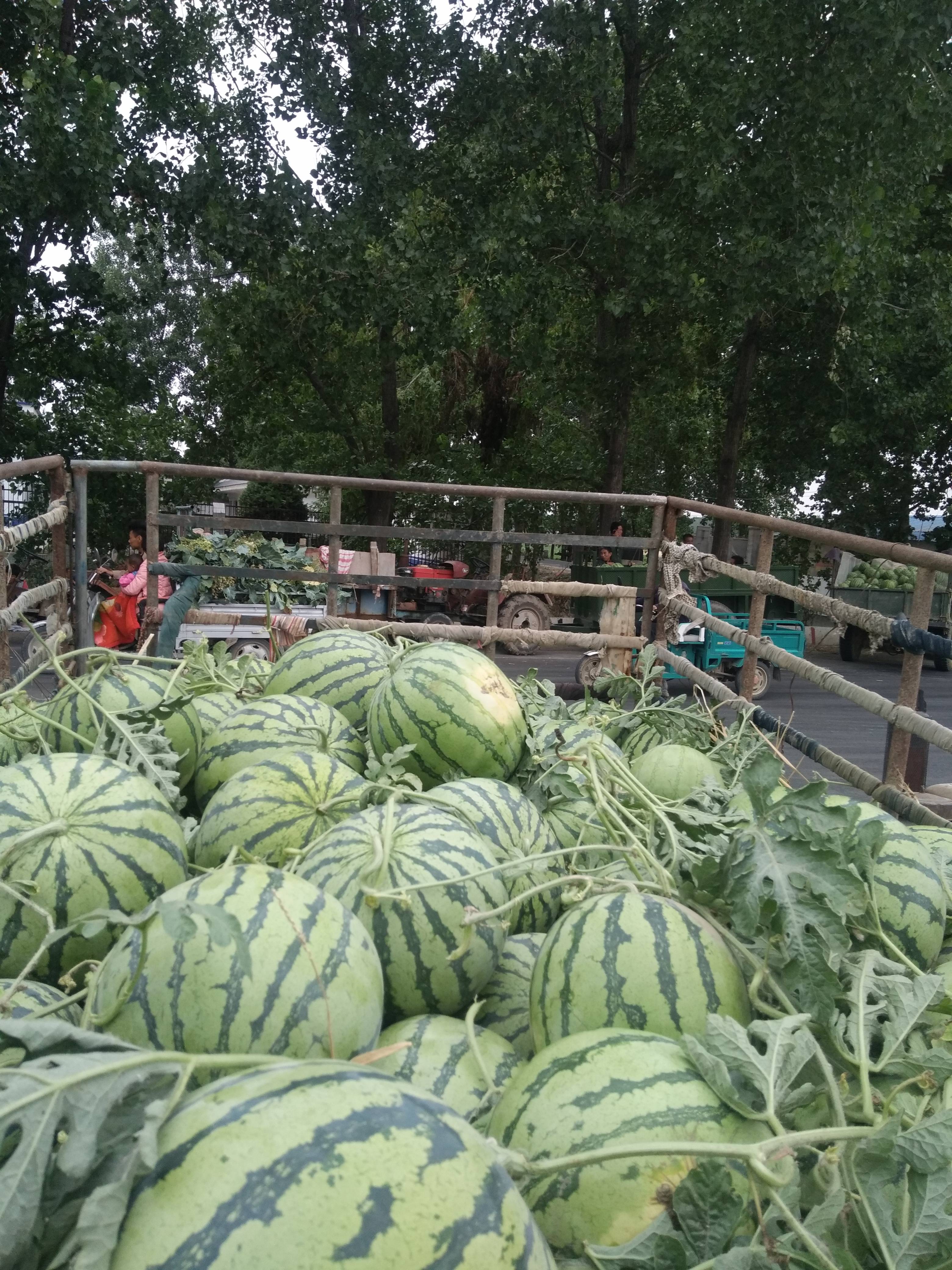 安徽省蚌埠市固镇县石湖西瓜市场，西瓜品种很多有8424....