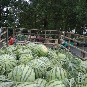 安徽省蚌埠市固镇县石湖西瓜市场，西瓜品种很多有8424....