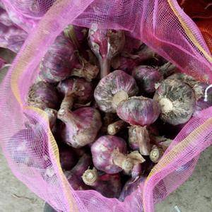 紫色大蒜上市了，欢迎下单订购。