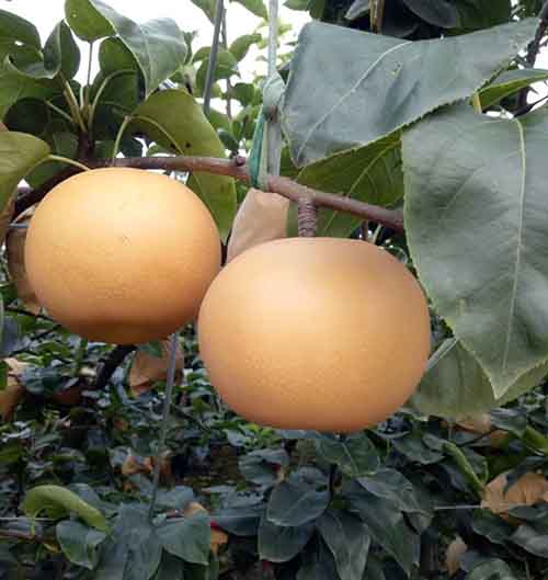 山东青岛莱西市是秋月梨的主产区, 有秋月梨果园上千余亩，...