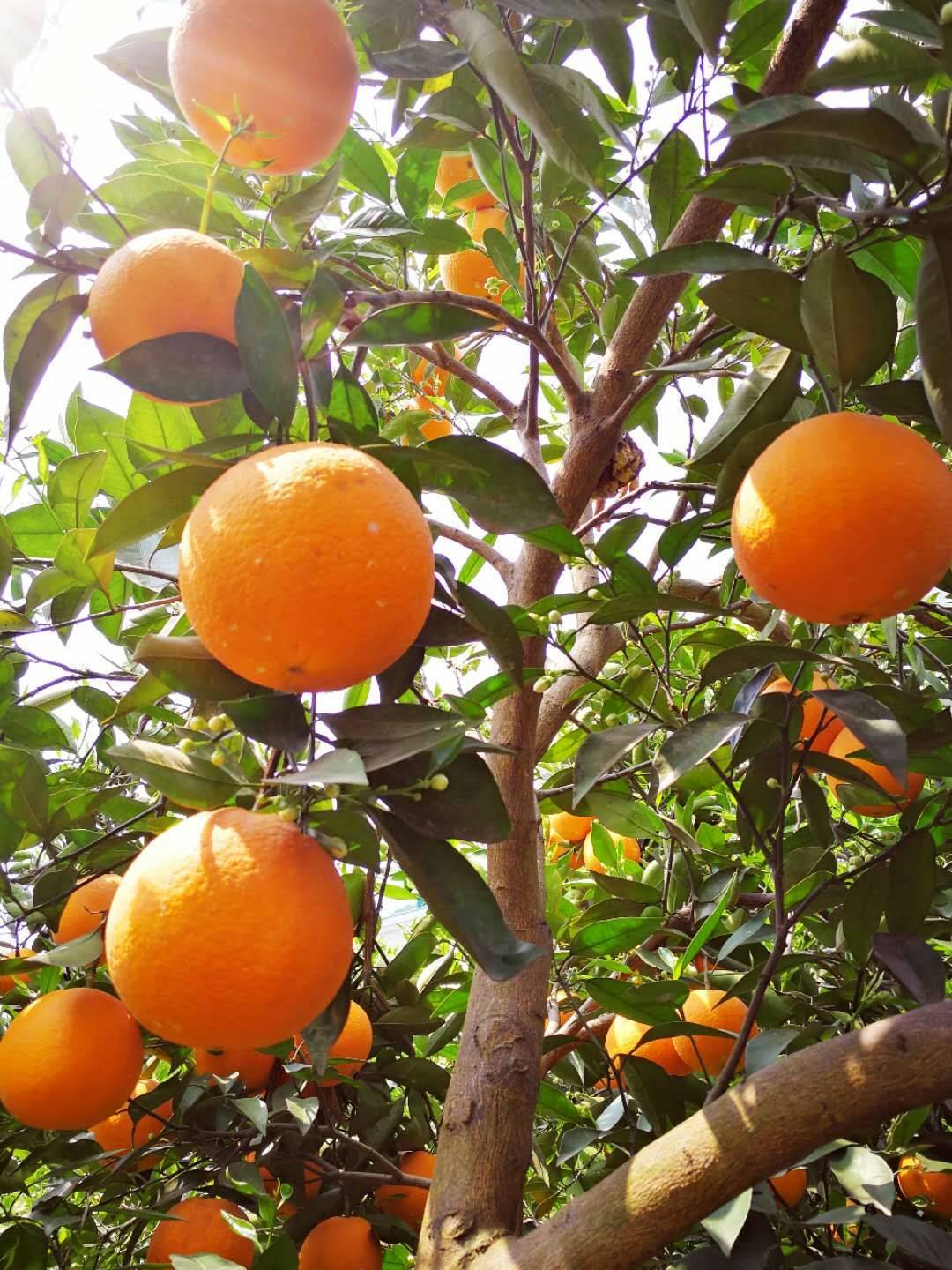 宜昌橙子大量上市，产地直销，以质伦价，欢迎订购！18672869293