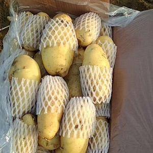 山东滕州土豆已大量上市，产品质量上乘，色泽鲜艳，薯型好看...