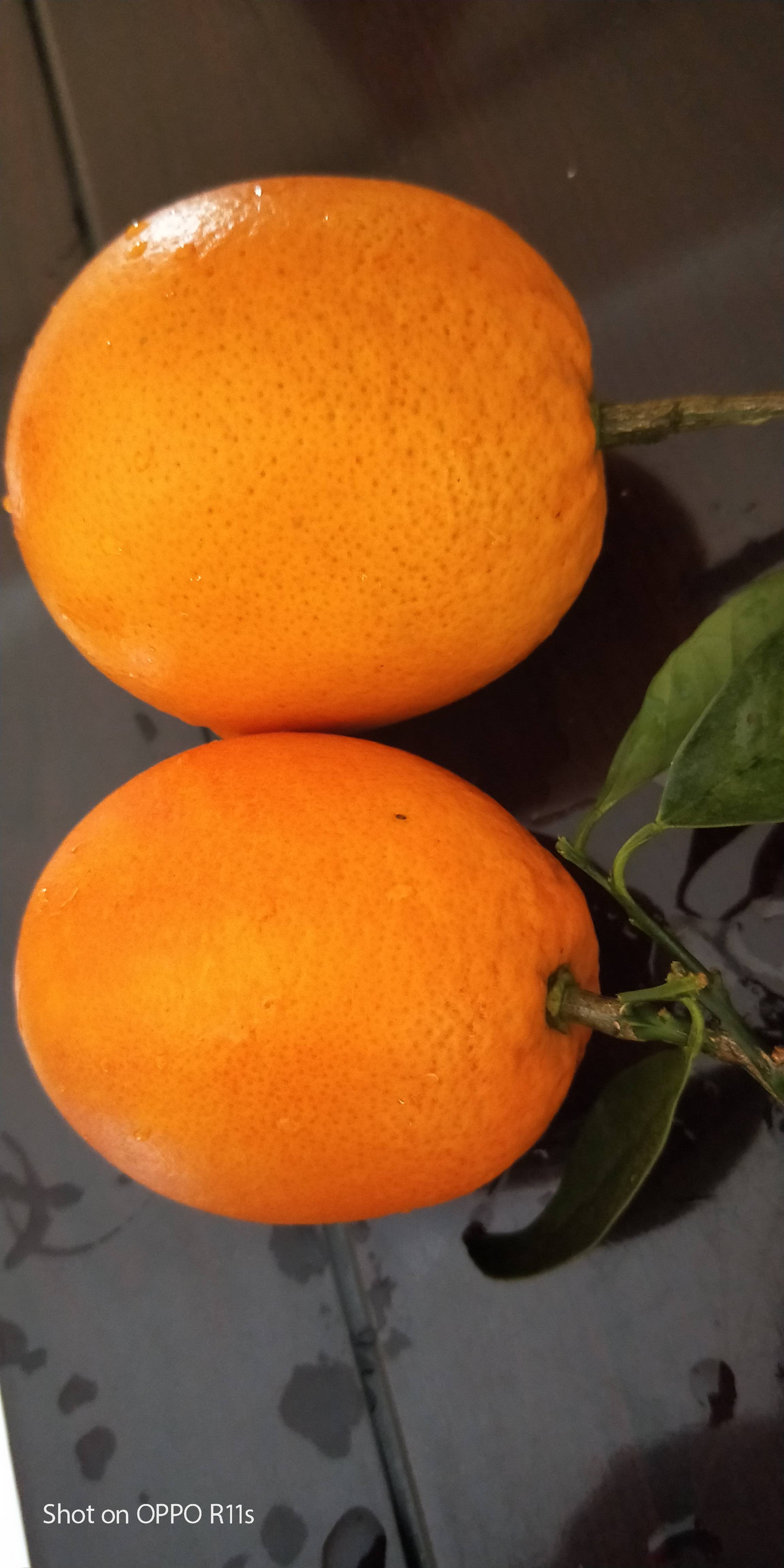 橙子大上市，叶橙，夏橙，产地直销欢迎订购电！17507206598
