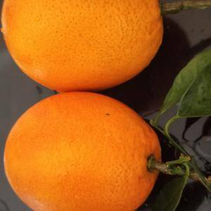 橙子大上市，叶橙，夏橙，产地直销欢迎订购电！175072...