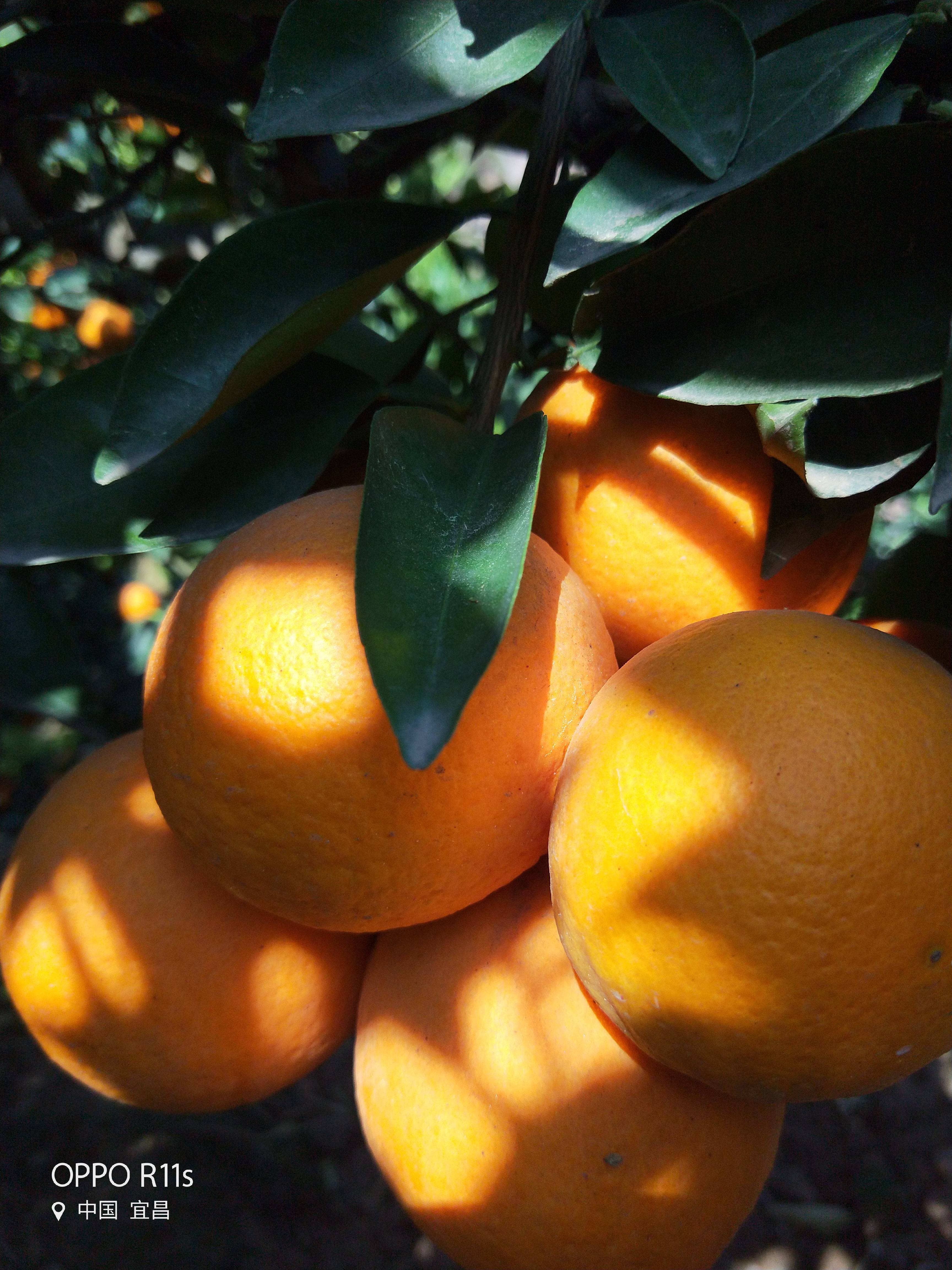 橙子大上市，叶橙，夏橙，产地直销欢迎订购电！17507206598