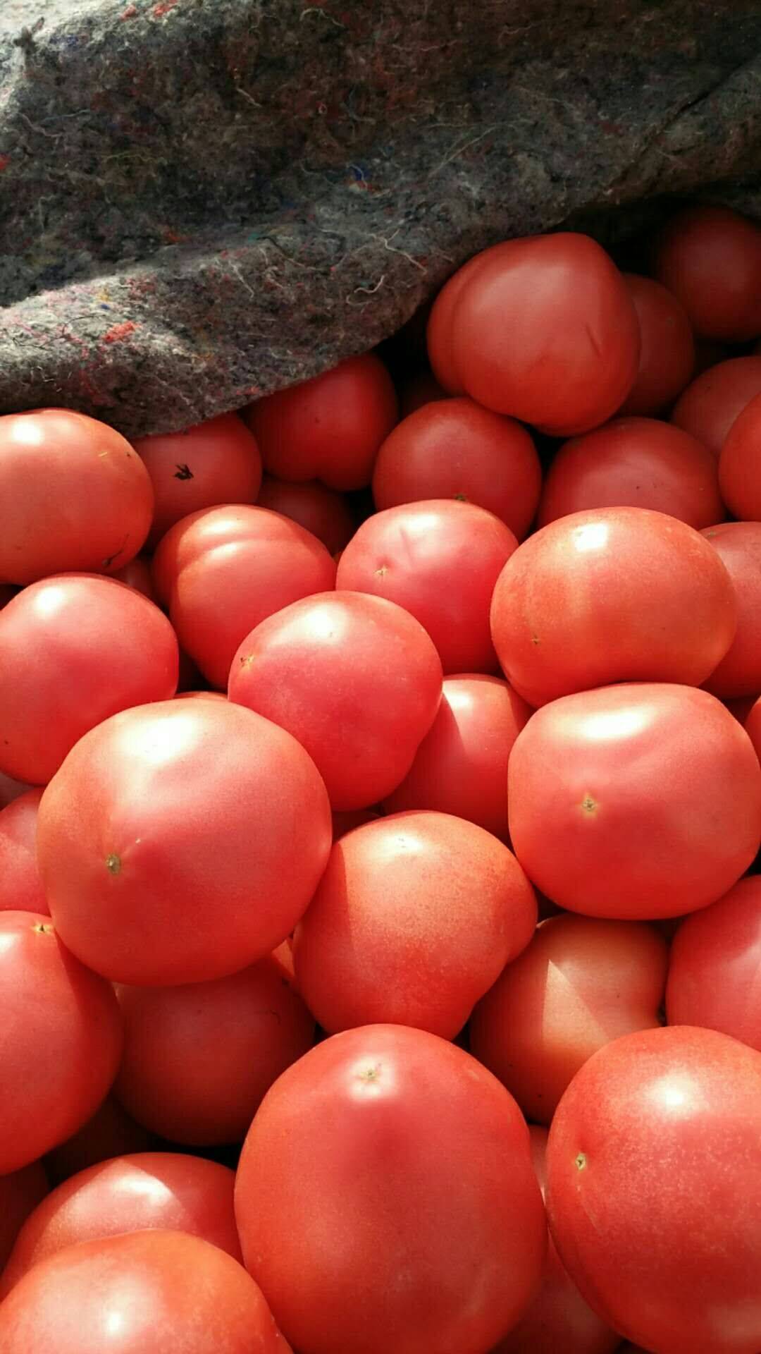 我处的西红柿，种植面积大，口感好。果行好，颜色鲜艳。