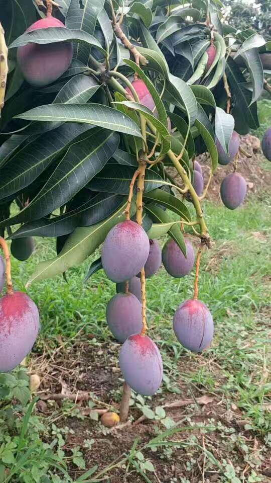 吉禄芒果是攀枝花芒果品种之一