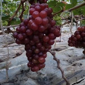 大棚葡萄成熟了，红色无核香甜。欢迎全国各地客商前来看货采收。微信同手机号:15550056726