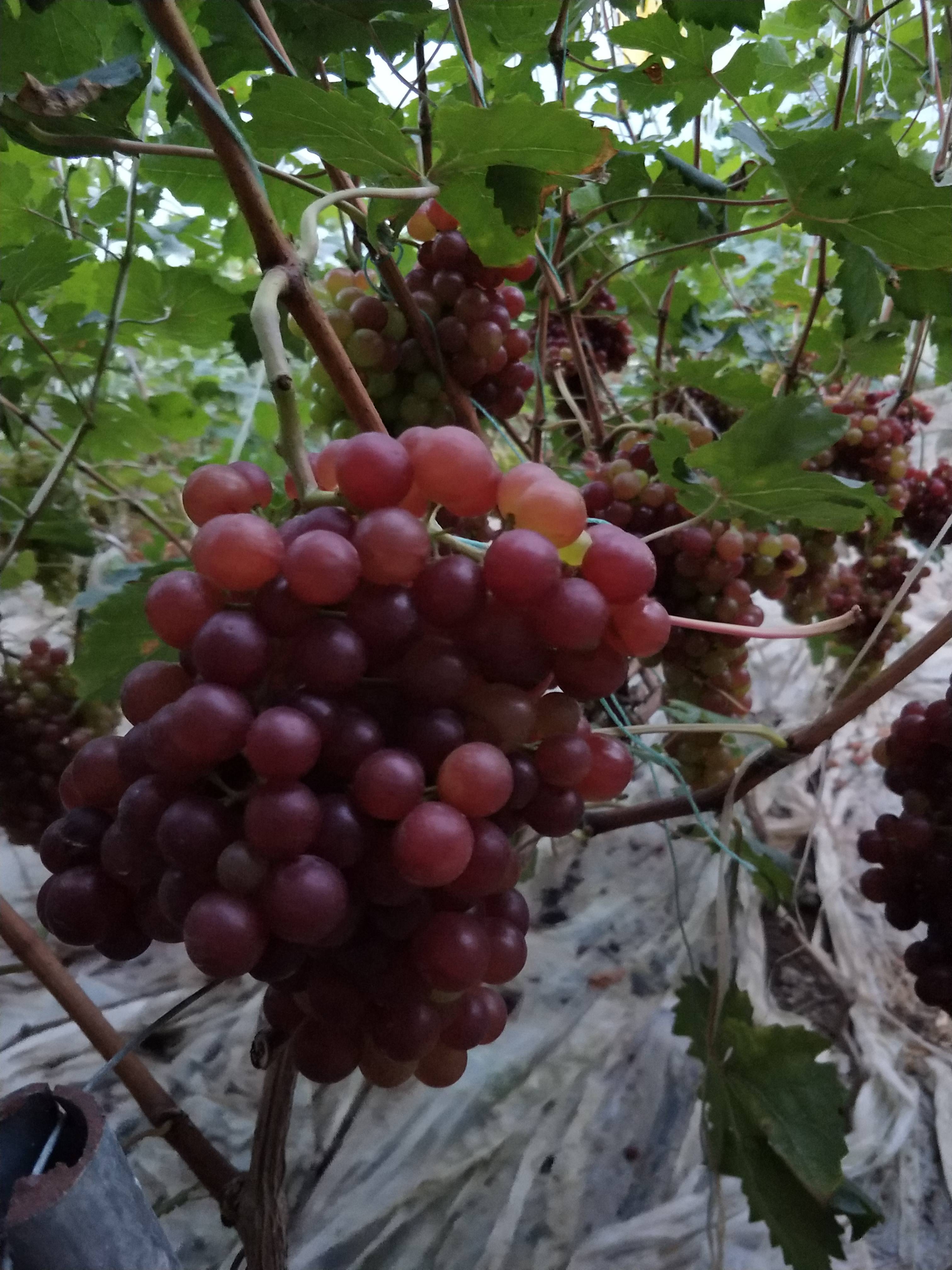大棚葡萄成熟了，红色无核香甜。欢迎全国各地客商前来看货采...