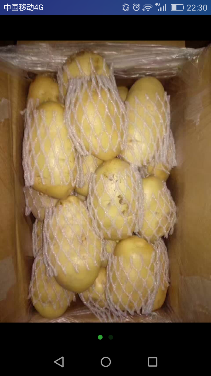 新泰市岳家庄乡优质荷兰十五土豆即将大批量上市，我们有多年...