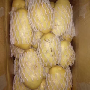 新泰市岳家庄乡优质荷兰十五土豆即将大批量上市，我们有多年...