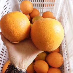 本人长期供应各种蔬菜及水果，种植的有橙子.蜜橘.柚子.白...