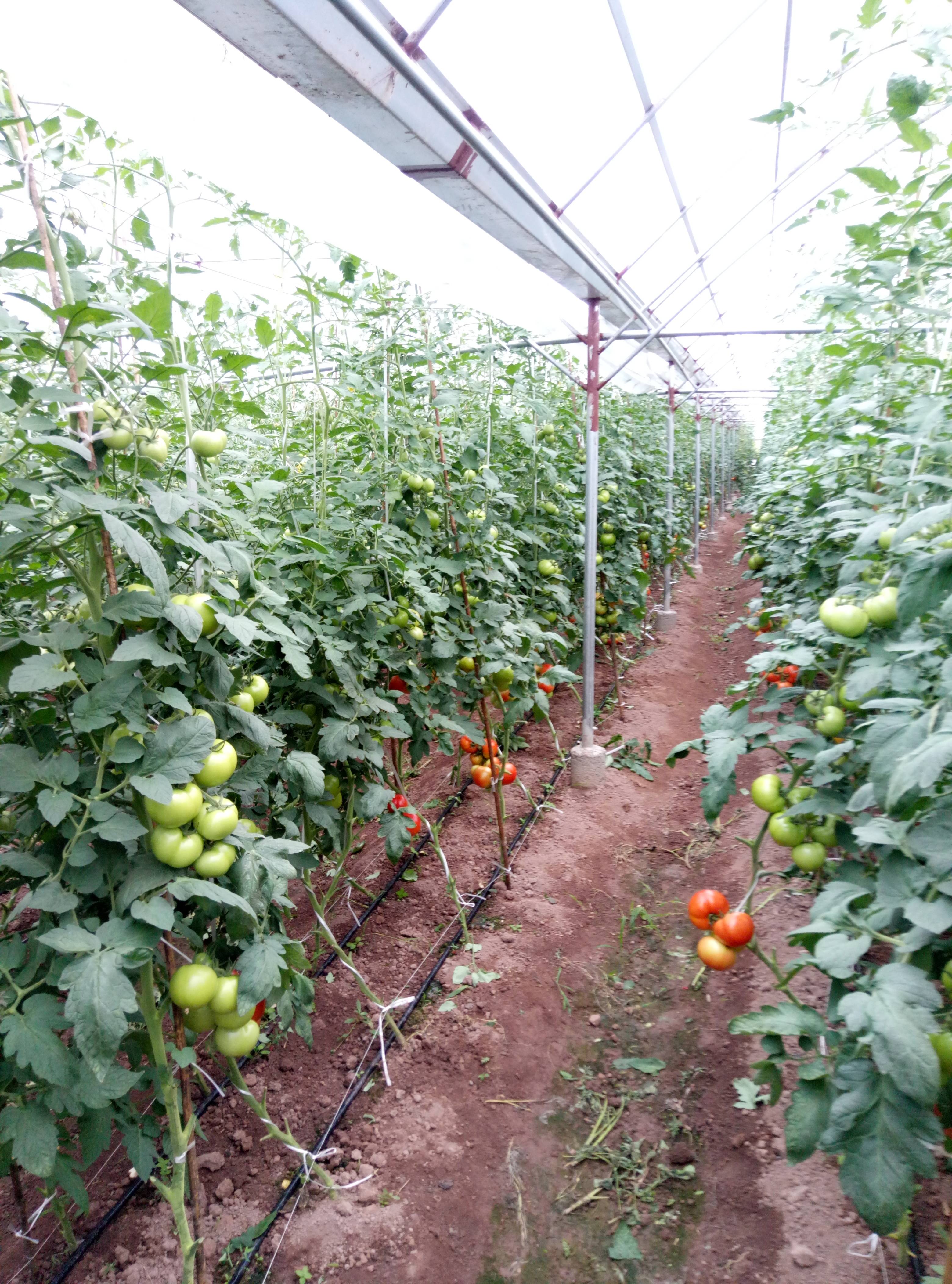 四川地区硬粉西红柿大量上市欢迎上门参观，选购，量大价格从...