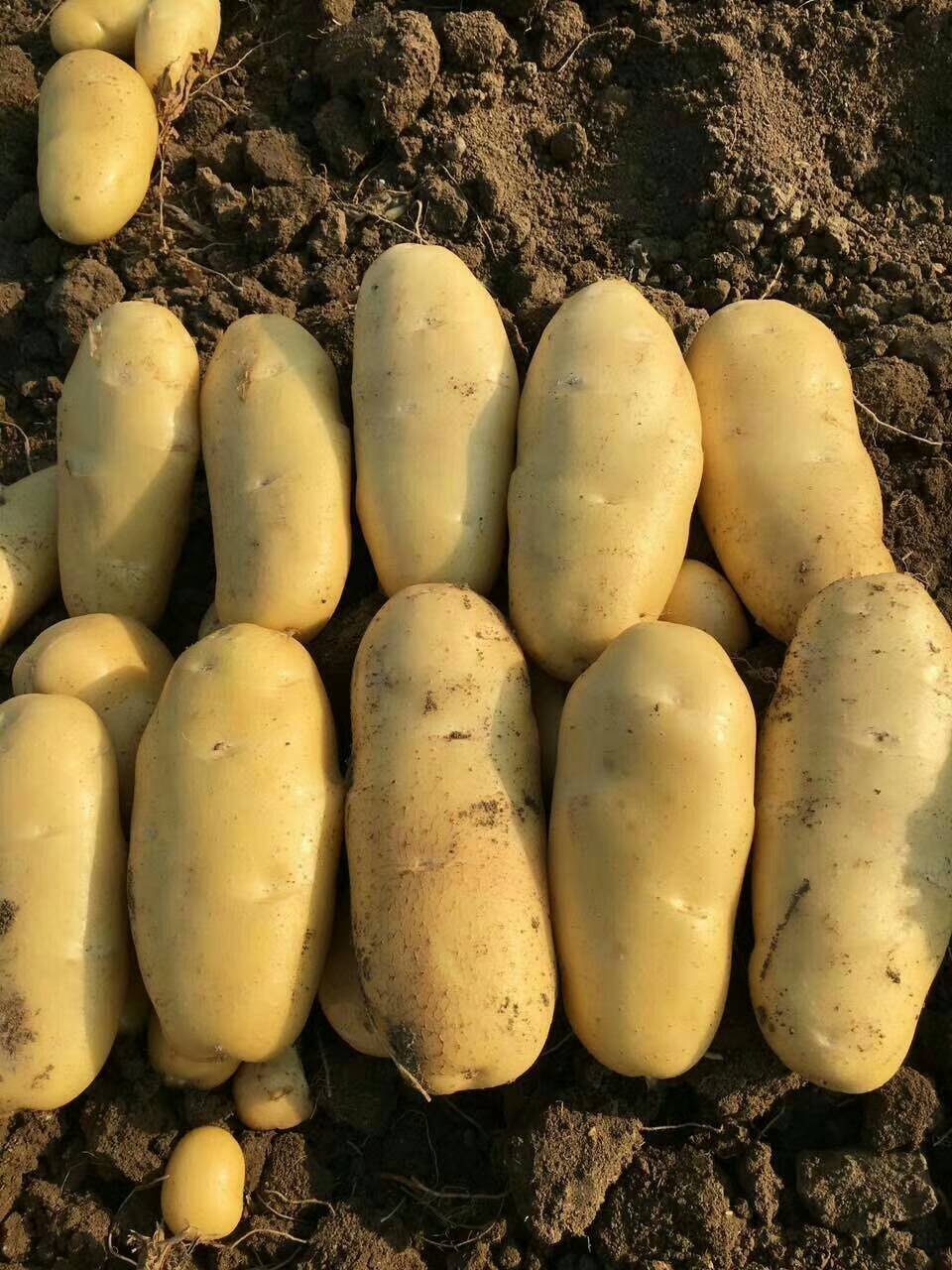 土豆大量上市