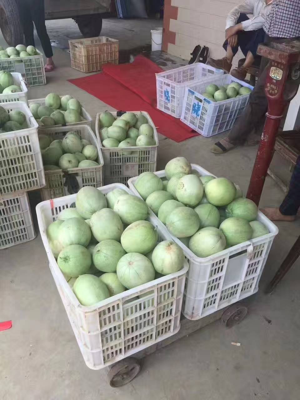 梨瓜.香瓜，个大口感好
糖度14/17
供货量大约一百万斤左右，提供一条龙服务