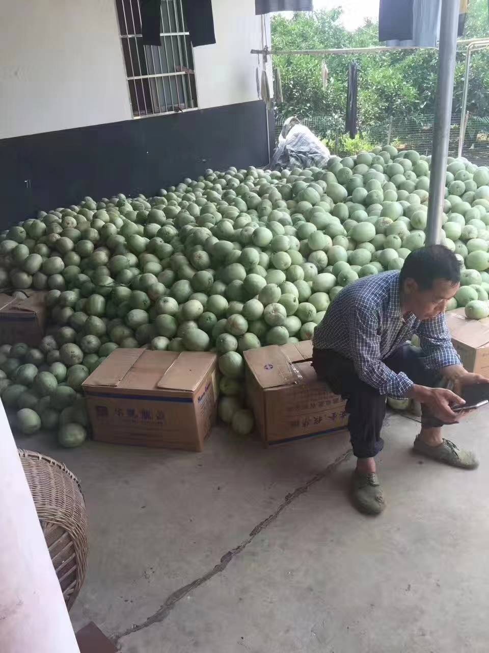 梨瓜.香瓜，个大口感好
糖度14/17
供货量大约一百万斤左右，提供一条龙服务