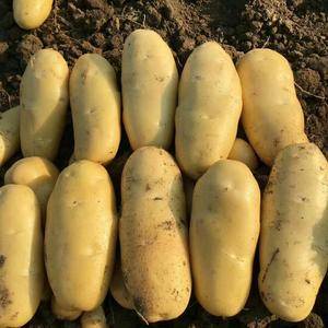 陆地荷兰十五土豆大量上市
