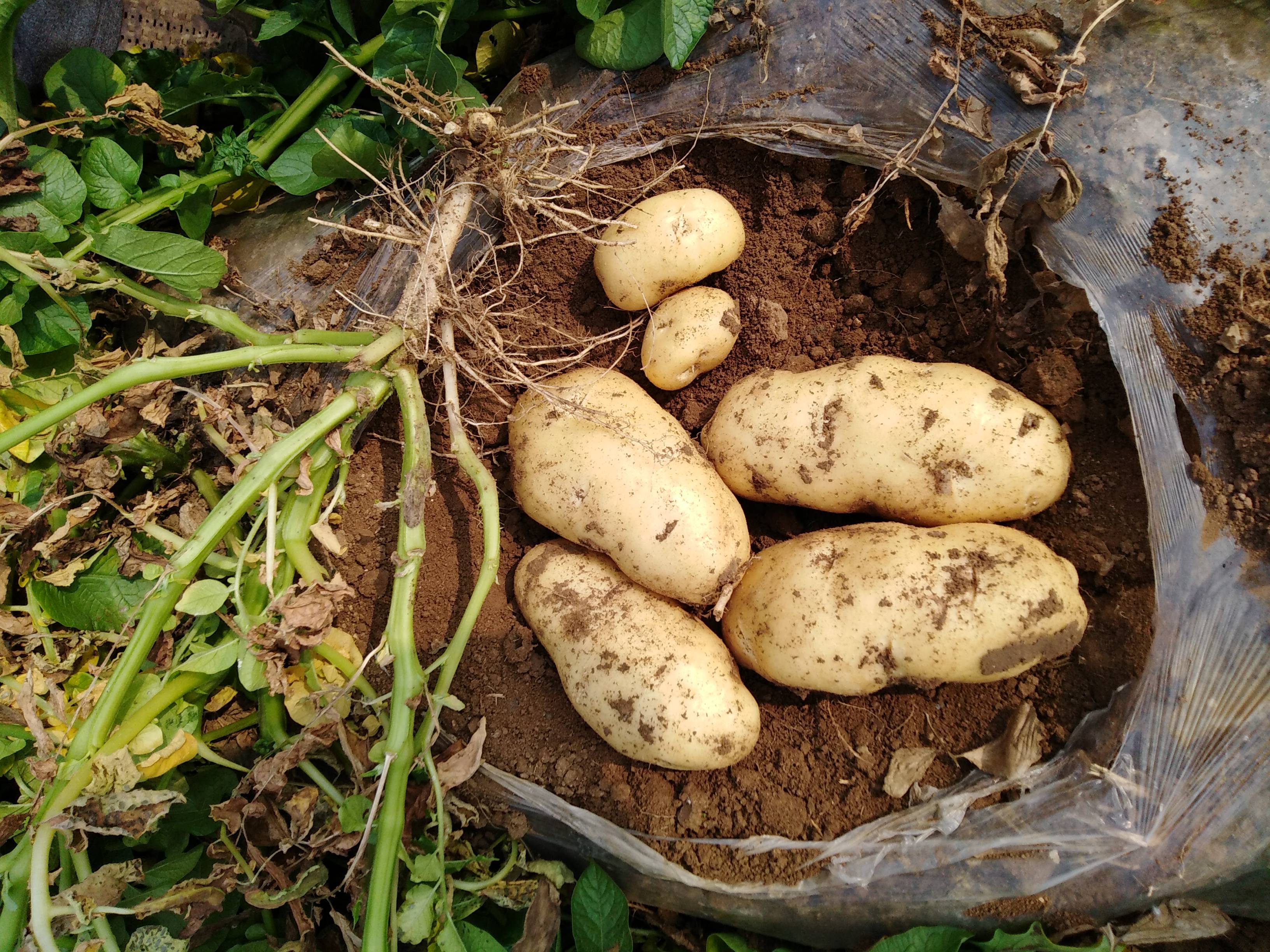 荷兰土豆已成熟，产量高，薯型好，色泽鲜艳，三两以上比重百...