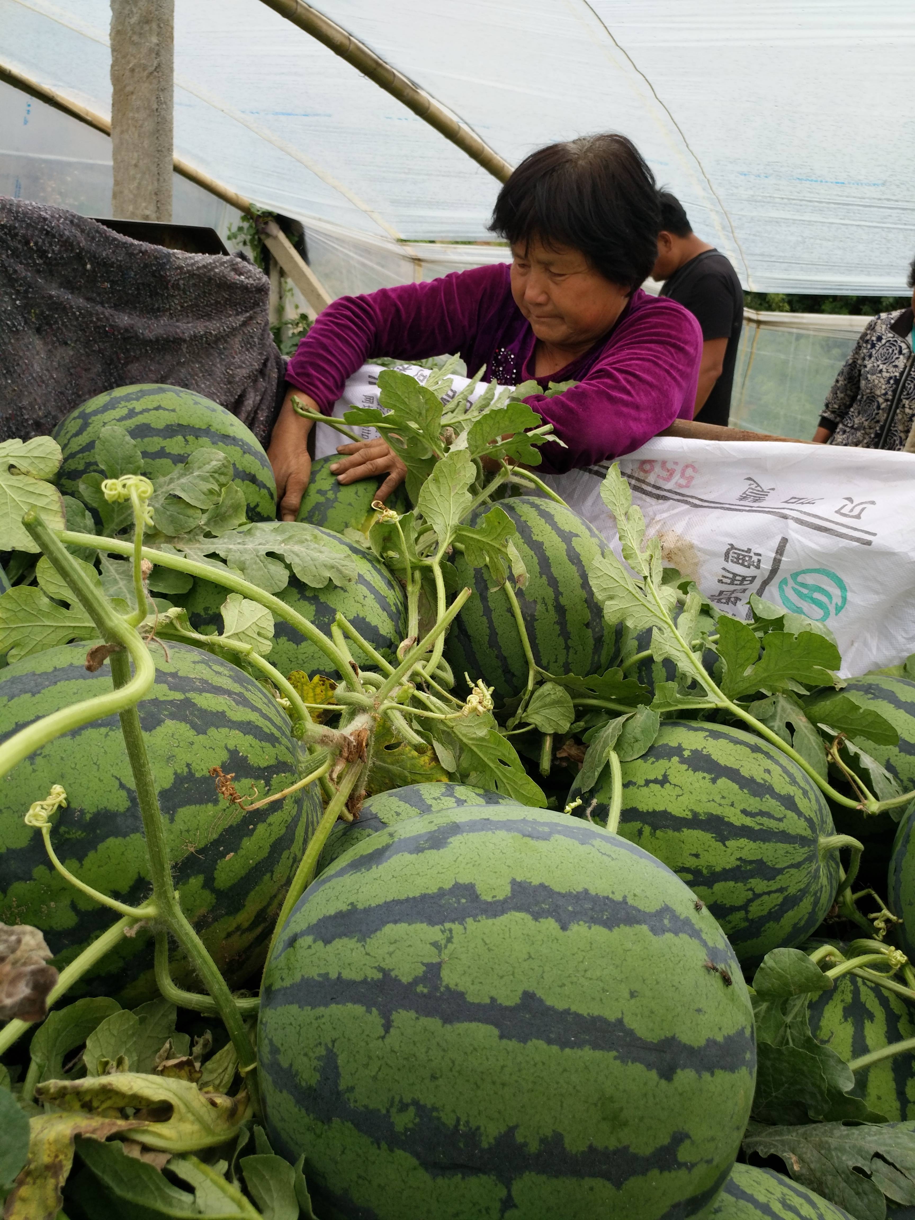 大量京欣西瓜已上市供应，上货量大，货源充足，瓜个大皮薄，大红沙瓤，汁多味甜，欢迎新老客户前来收购。