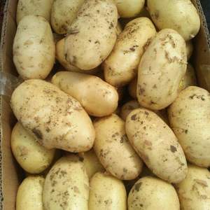 山东大棚土豆上市供应产地直销，个头大，表光漂亮，黄心黄皮...