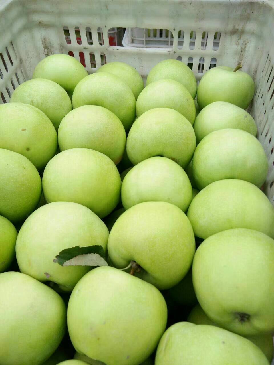 早熟藤木苹果开始上市了，13853972805
