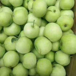 早熟藤木苹果开始上市了，13853972805